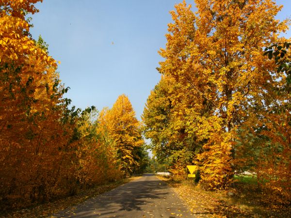 zdjecie Tyniewicze Duże