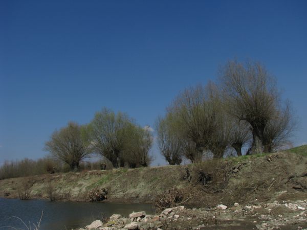 Wierzby nad Wisłą. foto: T. Krawczyk