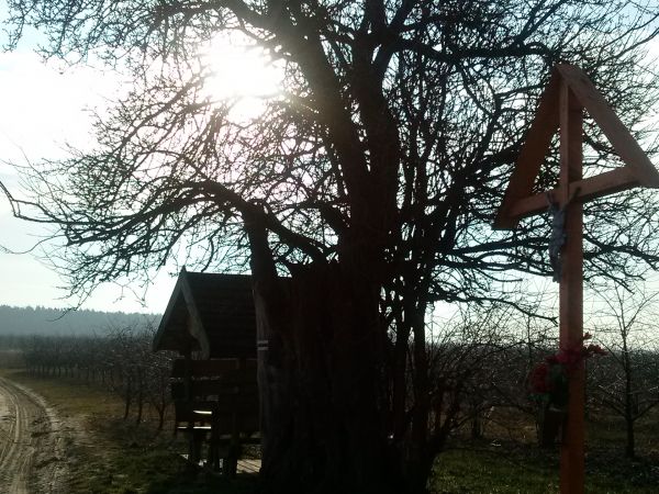 Grusza Żeromskiego, która jest pomnikiem przyrody rośnie w okolicach Chobrzan przy polnej drodze otoczonej sadami owocowymi.  Stefan Żeromski często przesiadywa