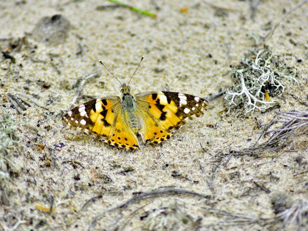 Przyroda przy Apartamentach Bajkowa Plaża w Sobieszewie