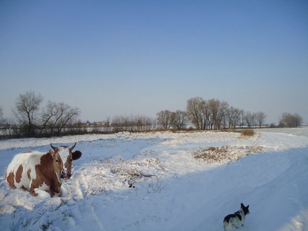 Barry i byk w zimowym plenerze.