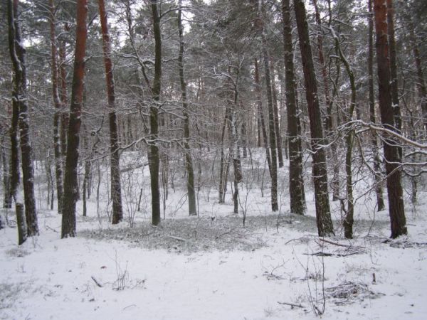 zdjecie Zalesie Górne