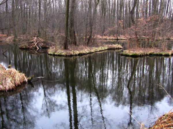 Rezerwat ten obejmuje także silnie pulsujące źródła typu limnokrenowego, które dają początek rzece Jana.