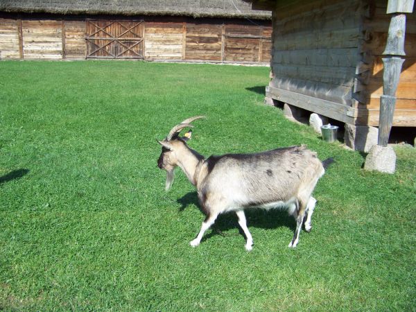 Przyzagrodowa fabryka mleka.