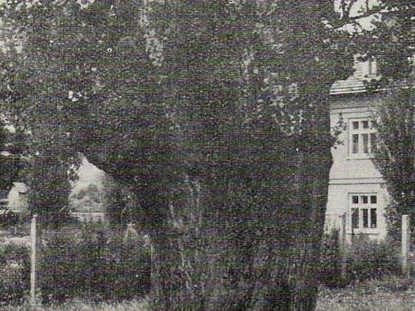 ze zbiorów prywatnych: z publikacji historycznych/przewodnickich - lata 60-te XX wieku, topola biała na podwórzu Spółdzielni Mleczarskiej w Rymanowie.