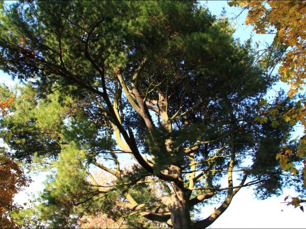 Klasztor i park  ss. Niepokalanek na Głębokiej.