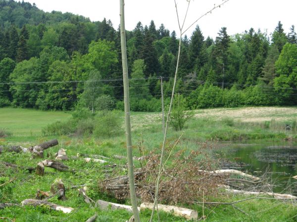 uroków ale i bobrów - tam Ci dostatek - obok droga do wsi Rakowa, "cud malina!", przechodziliśmy przez Potok Tyrawski oraz jego dopływ o nazwie Borsukowiec. Pis