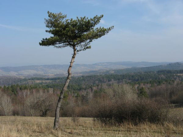 płotkiem i troską otoczyć - takiej urody ! bo do kolejki w rejestrze pomników przyrody - starania podjąć należy - na Sokolicy w Pieninach taki okaz jest !