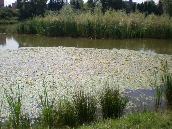 Na śląsku też jest ładnie i zielono