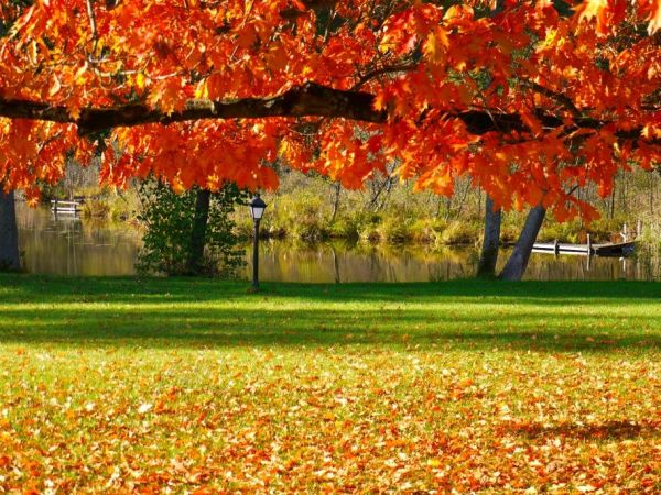 Wszystkie barwy jesieni zobaczysz tylko w parku dworskim w Luboradzy