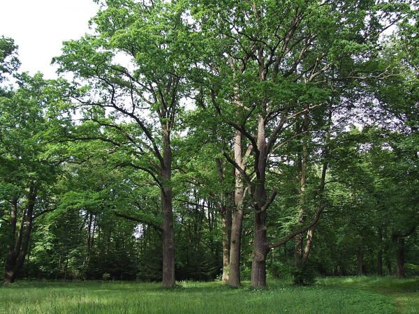 Dęby w pałacowym parku