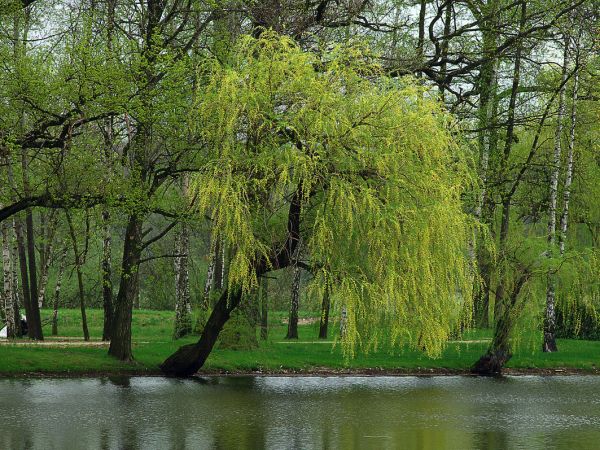 Żmigród - zespół pałacowo - parkowy
