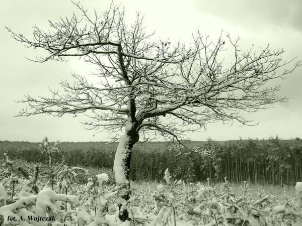 Piskory -(Nothing) Hill