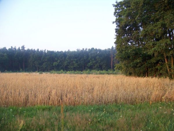 Świdrówka o wschodzie słońca (wioska obok Szczucina)