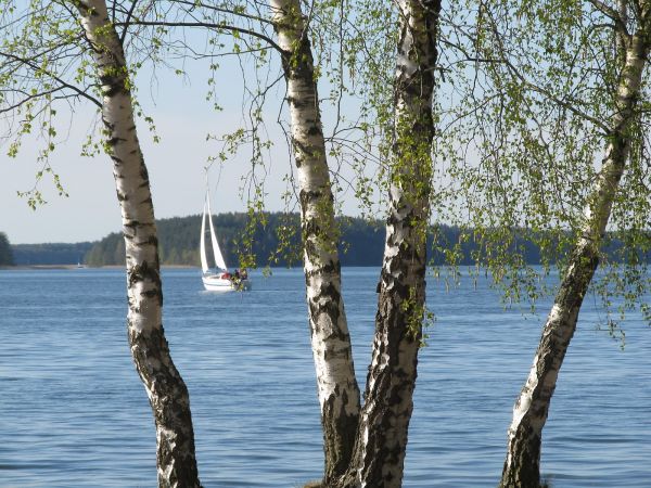 Brzozy na brzegu jeziora
