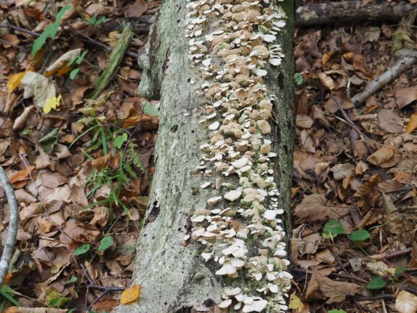 kłoda drzewa - niegdyś przez bobra powalonego, stanowi kolonię i pożywkę dla wroślaka różnobarwnego - jest grzybem nadrzewnym, niezwykle dekoracyjnym, możemy go