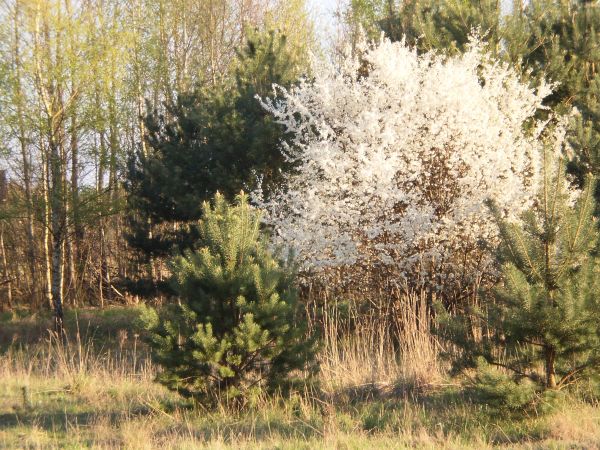 Urok wiosny w okolicy jez. Sarcz