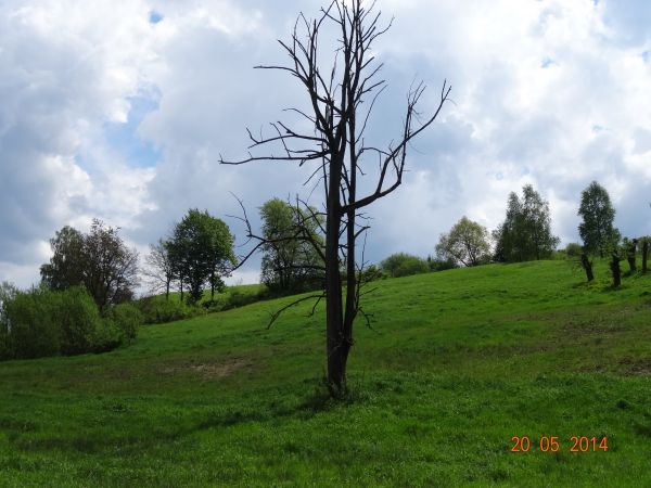 coś musiało spowodować, iż ten niemy świadek historii żywota dokonuje, może mrozy - bo pień drzewa nosi czytelne ślady symetrycznego rozpołowienia, może piorun