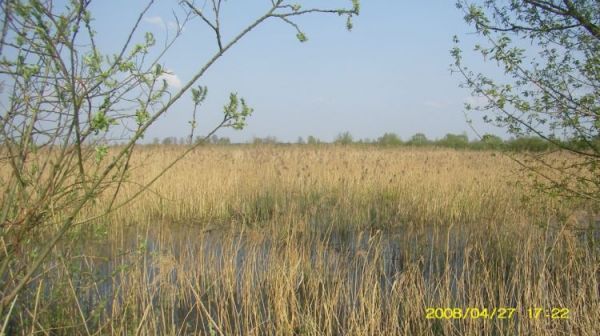 Osieczna - trzcinowiska