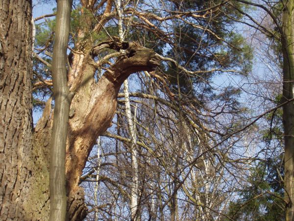 Uschnięty konar - udaje zwierze.