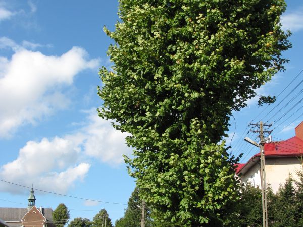 - lipa po konserwacji