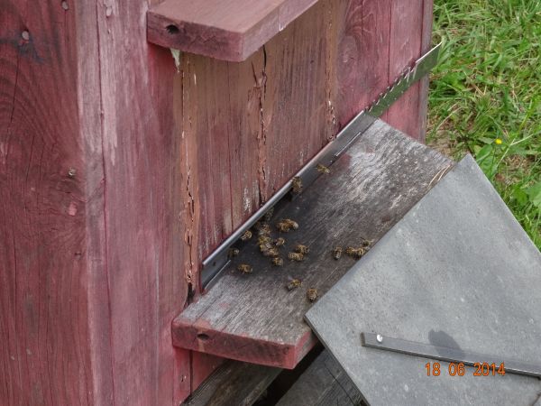 pewnie i trochę "pozowały" - my im nie przeszkadzali, toteż sesja "w zgodzie" się odbyła...Głównym zadaniem pszczoły miodnej jest zapylanie roślin uprawnych m.i