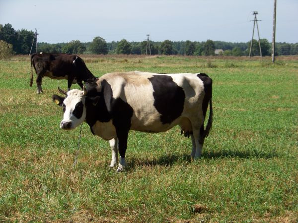 Krowa - misiu panda.