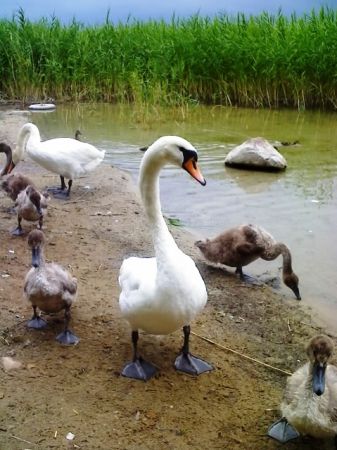 Rodzina łabędzi z Marózka