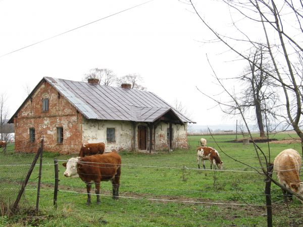 budynek starej plebani i "skoszarowany" wypas bydła.