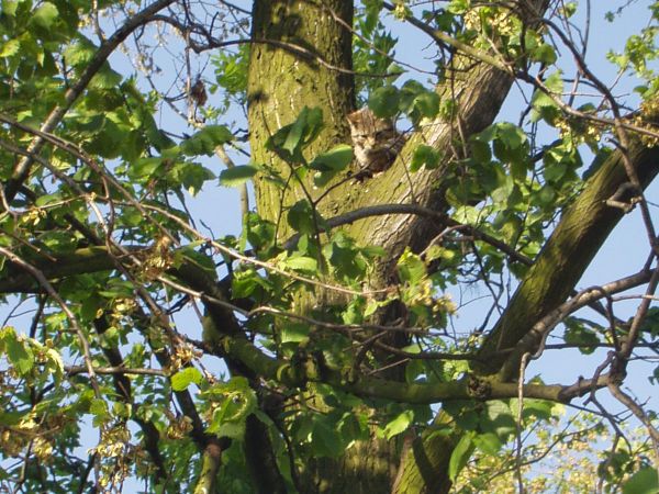 Tu mnie pies nie dosięgnie