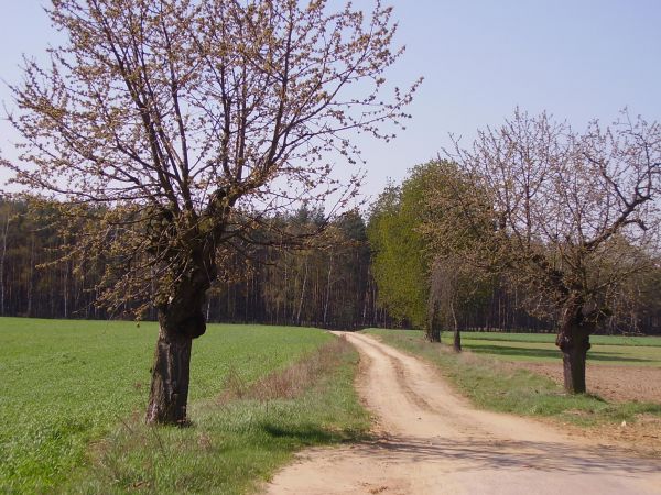 Polna droga ze wsi do lasu