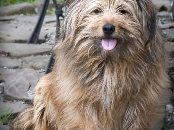 Najprzystojniejszy napotkany pies w Białce Tatrzańskiej - Dżeki  - pracuje w Domu Grevanti :-)