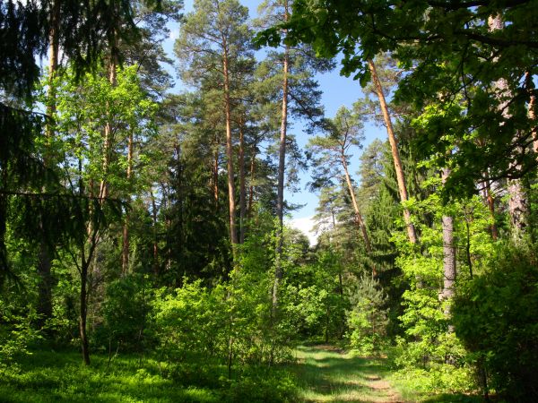 zdjecie Tyniewicze Duże