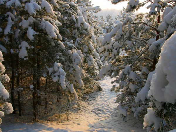 zdjecie Tyniewicze Duże