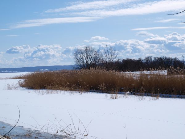 zdjecie Krynica Morska