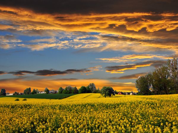 zdjecie Wodzisław Śląski