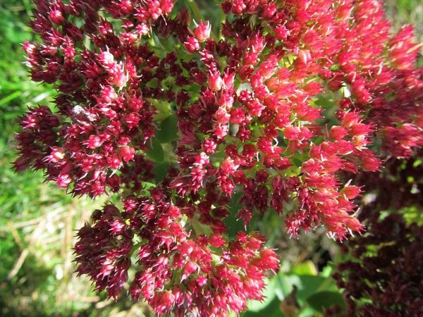 zdjecie Pietrzykowice