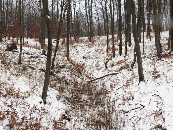 my naprawdę lubimy te okolice - wierzchowiny pasm górskich, głębokie jary, podmokłe dukty, grzęzawiska zarośnięte trzcinnikiem.