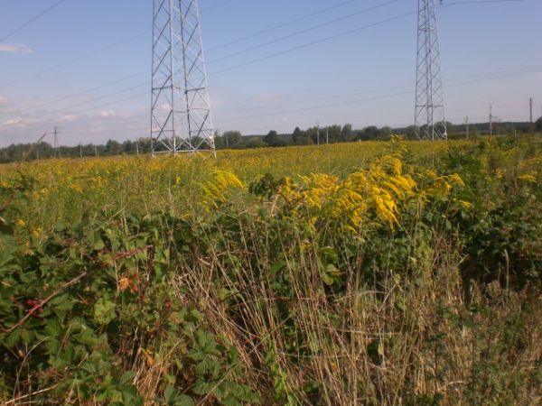 zdjecie Stare Siołkowice