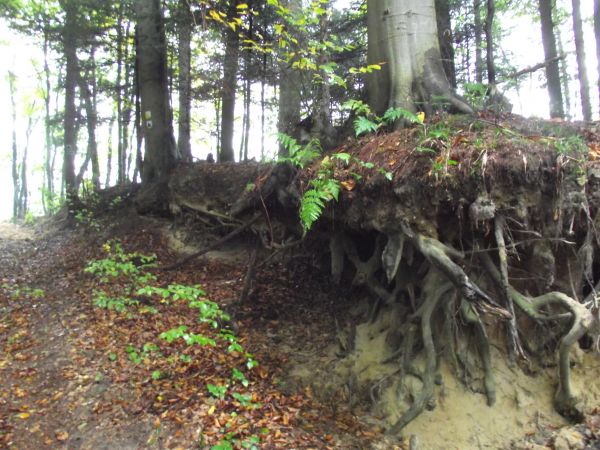 odkryta tarcza korzeniowa dorodnego / silnego buka, obfity i głęboki splot korzeni - dla nas wizualna atrakcja.