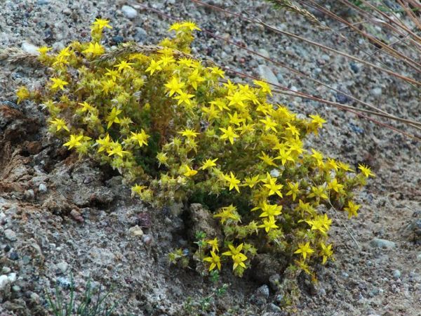 Rozchodnik ostry. Roślina miododajna. Na piaski i skalniaki. Ozierany Małe