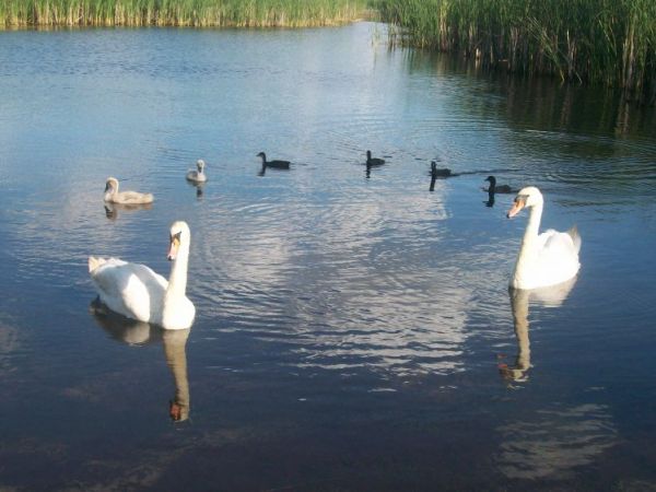 zdjecie Wólka Kątna