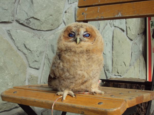 przy ośrodku szybowcowym /ale nie tylko/ - organizowane są "pokazy ptaków drapieżnych", mogę podać "namiary" - a tu - podejrzewam, że włochatka  z rodziny sów -