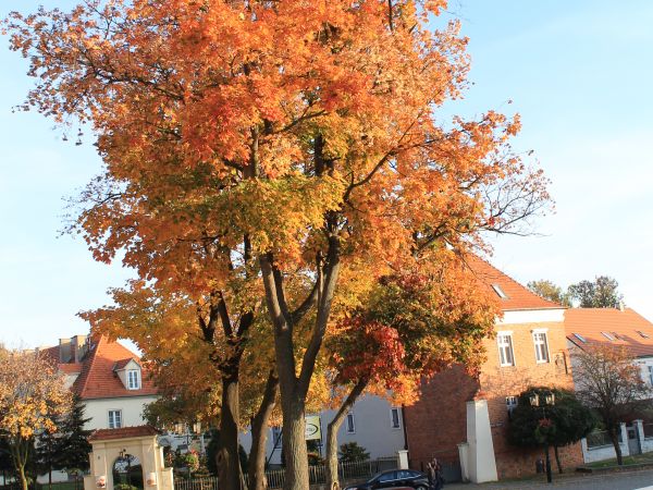 Jesień na Wzgórzu Lecha.