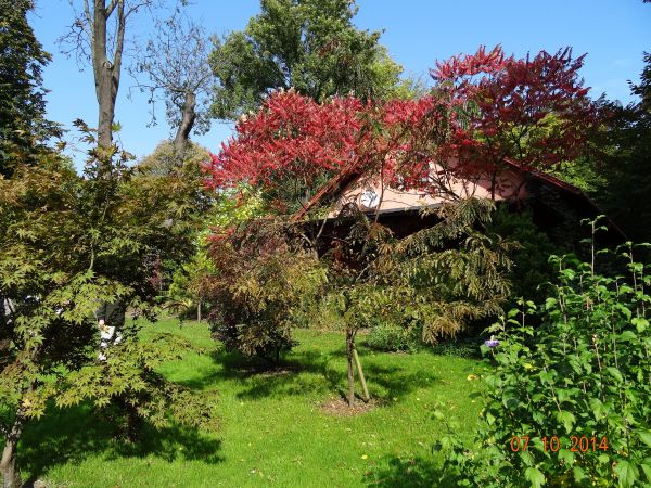 no i kto odgadnie ? - właściciel a zarazem pasjonat mówił, myśmy to zapamiętali jako winobluszcz pięciolistkowy - ten centralnie nasadzony, purpurowy.