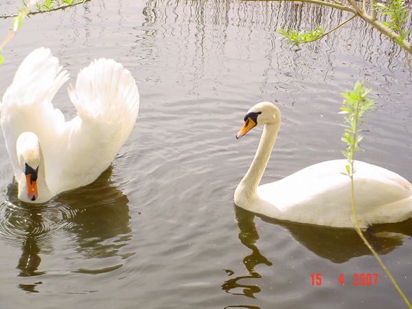 zdjecie Czarna Łąka