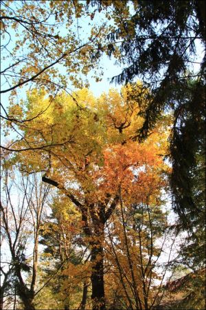 Klasztor i park  ss. Niepokalanek na Głębokiej.