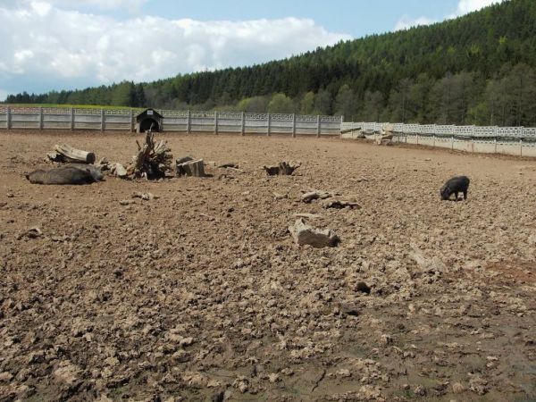 Widok świnek wietnamskich w Skansenie wambierzyckim.
