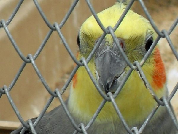 FRANK-RAJ _Ozdobne Ogrody Polskie