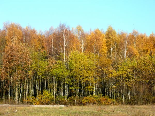 zdjecie Wola Wężykowa